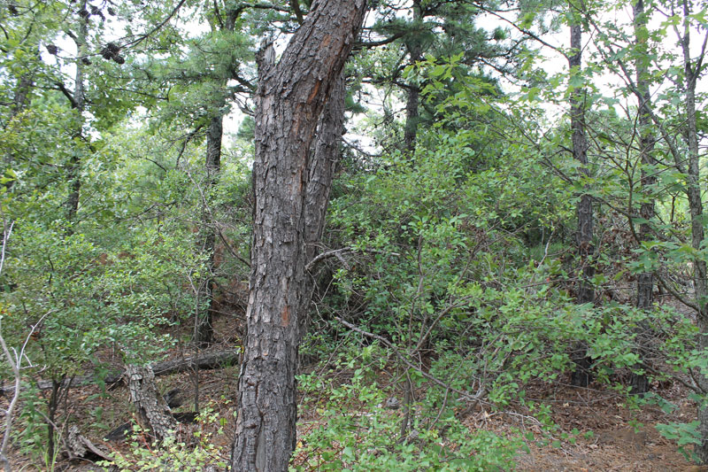 Tract 34 at Trophy Ridge Phase III in Pushmataha County, Oklahoma