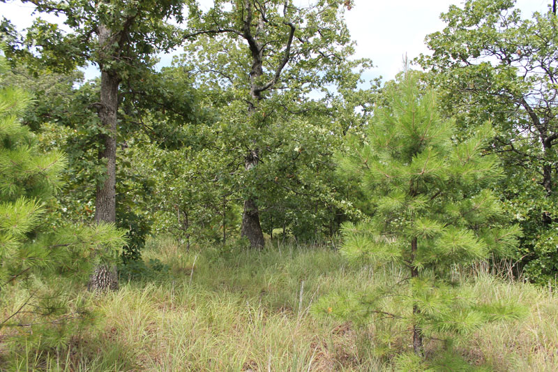 Tract 35 at Trophy Ridge Phase III in Pushmataha County, Oklahoma