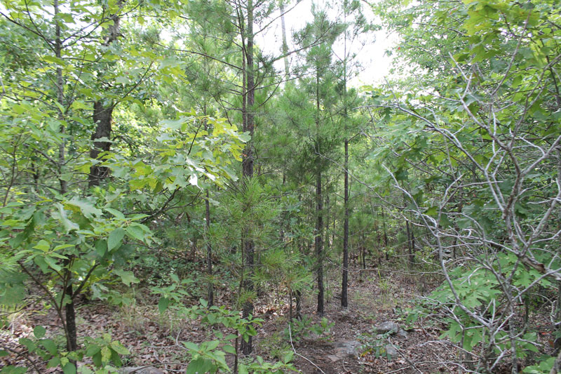 Tract 5 at Trophy Ridge Phase III in Pushmataha County, Oklahoma